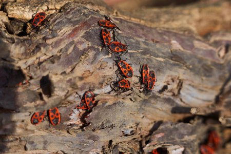 Foto de Macro de una colonia de insectos rojos manchados negros en la corteza de un árbol en la primavera - Imagen libre de derechos