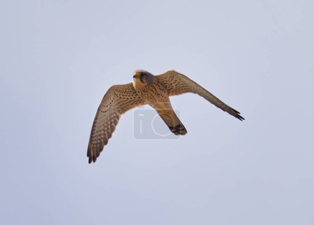 Téléchargez les photos : Faucon crécerelle, Falco tinnunculus, en fuite contre le ciel - en image libre de droit