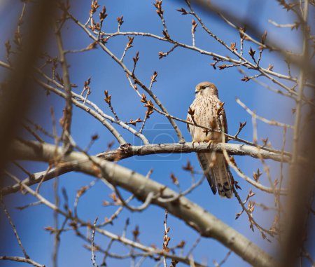 Téléchargez les photos : Faucon crécerelle, Falco tinnunculus, perché dans un arbre au ciel bleu en arrière-plan - en image libre de droit
