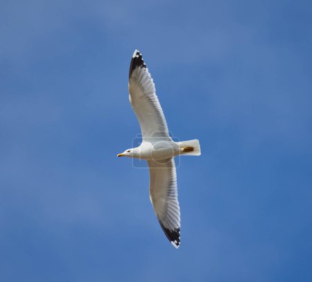 Téléchargez les photos : Mouette planant, en vol contre le ciel - en image libre de droit