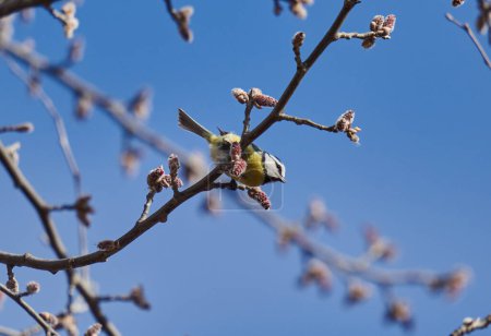 Photo for Blue tit, Parus caeruleus, feeding on spring buds on a tree, against blue sky - Royalty Free Image