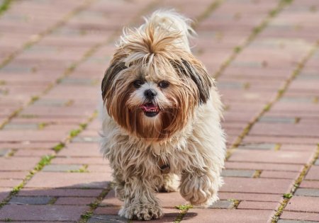 Téléchargez les photos : Un vieux chien de compagnie Shih Tzu dans une ruelle du parc - en image libre de droit