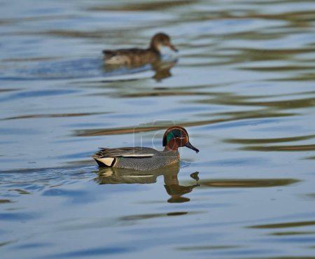 Photo for Male eurasian teal ducks, Anas crecca, on a river, swimming - Royalty Free Image