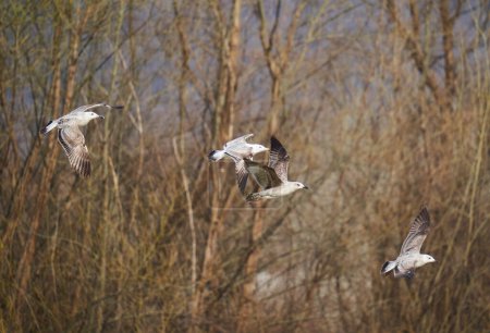 Téléchargez les photos : Troupeau de mouettes juvéniles en vol au début du printemps - en image libre de droit