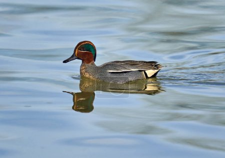Photo for Male eurasian teal duck, Anas crecca, on a river, swimming - Royalty Free Image
