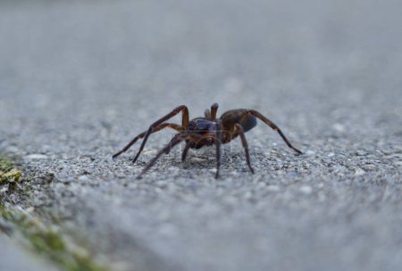 Foto de Macro extremo de una gran araña cruzada - Imagen libre de derechos