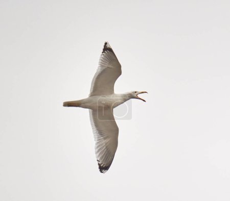Téléchargez les photos : Mouette planant, en vol contre le ciel - en image libre de droit