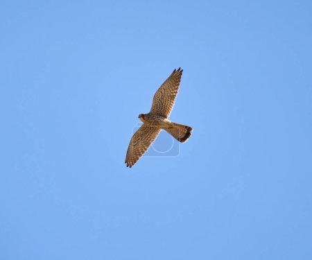 Photo for Common kestrel, Falco tinnunculus, in flight against sky - Royalty Free Image