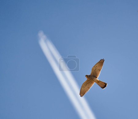 Photo for Common kestrel, Falco tinnunculus, in flight against sky - Royalty Free Image