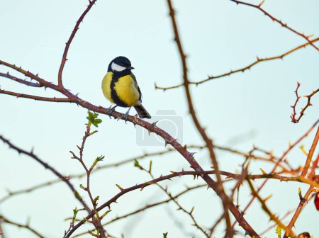 Téléchargez les photos : Great tit bird, Parus major, in the forest - en image libre de droit