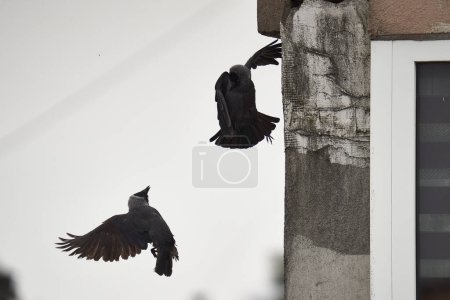 Foto de Cuervos peleando por construir un nido en un apartamento de cuadra, en la ciudad - Imagen libre de derechos
