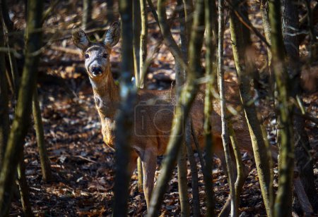 Foto de Ciervo mirando a la cámara, escondido en el bosque - Imagen libre de derechos
