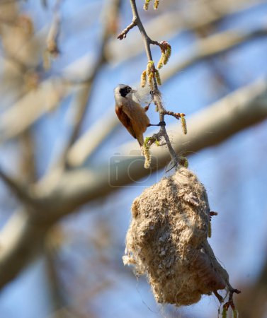 Téléchargez les photos : Penduline tit (Remiz pendulinus) building his nest in a tree - en image libre de droit