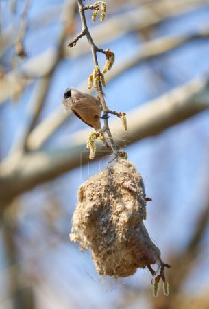 Téléchargez les photos : Penduline tit (Remiz pendulinus) building his nest in a tree - en image libre de droit