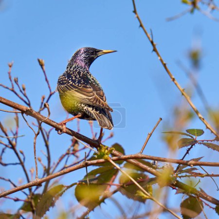 Photo for Starling, Sturnus vulgaris, perched on a bushes in the spring - Royalty Free Image