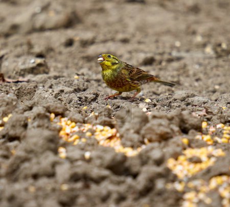 Foto de Martillo amarillo, Emberiza citrinella, alimentándose en el suelo del bosque - Imagen libre de derechos