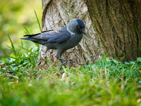Téléchargez les photos : Gros plan d'un corbeau dans l'herbe par un grand arbre - en image libre de droit