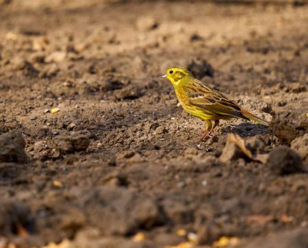 Foto de Martillo amarillo, Emberiza citrinella, alimentándose en el suelo del bosque - Imagen libre de derechos