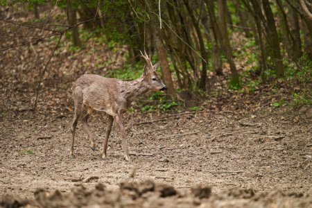 Photo for Young roebuck, Capreolus capreolus, shedding winter fur in late spring, in the forest - Royalty Free Image