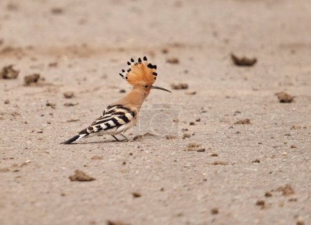 Photo for European Hoopoe bird, Upupa Epops, on the ground near the grass field - Royalty Free Image