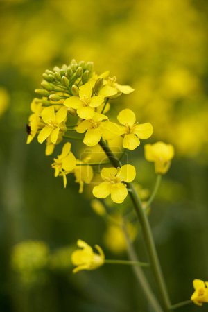 Téléchargez les photos : Gros plan de jeunes fleurs de canola dans un champ agricole - en image libre de droit