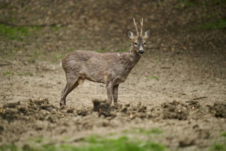 Photo for Young roebuck, Capreolus capreolus, shedding winter fur in late spring, in the forest - Royalty Free Image