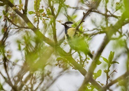 Téléchargez les photos : Great tit, Parus major, perched in a plum tree, feeding on flowers - en image libre de droit