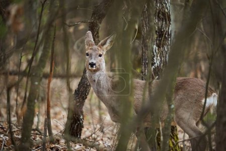 Foto de Ciervo hembra cauteloso en el bosque, escondido - Imagen libre de derechos