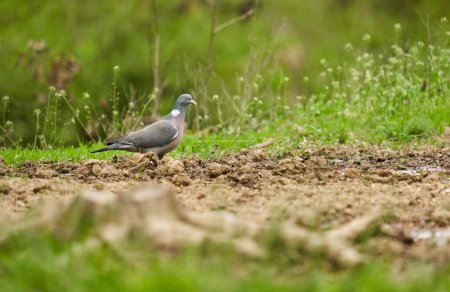 Téléchargez les photos : Pigeon des bois cherchant de la nourriture sur le sol forestier - en image libre de droit
