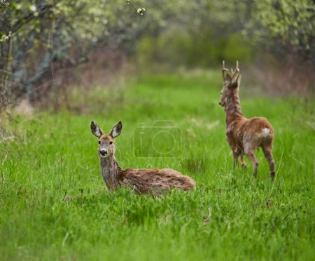 Photo for Roe deer and roebuck in the orchard in the mating season, late spring - Royalty Free Image