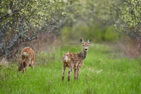 Photo for Roe deer and roebuck in the orchard in the mating season, late spring - Royalty Free Image