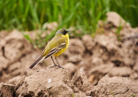 Photo for Black headed western yellow wagtail, Motacilla flava feldegg, on the ground by a wheat field - Royalty Free Image