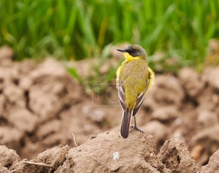 Photo for Black headed western yellow wagtail, Motacilla flava feldegg, on the ground by a wheat field - Royalty Free Image