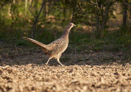 Photo for Female pheasant, Phasianus colchicus. on the ground in the forest - Royalty Free Image