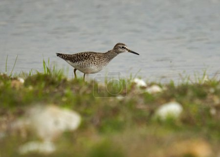 Photo for Wood sandpiper, Tringa glareola, by the water edge - Royalty Free Image