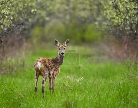 Photo for Female roe deer in an orchard, shedding winter fur for the summer one, in patches - Royalty Free Image