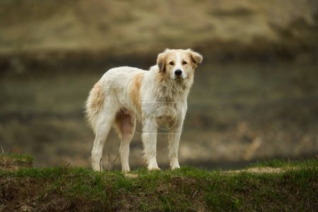 Téléchargez les photos : Grand chien de berger blanc sur l'herbe de montagne - en image libre de droit