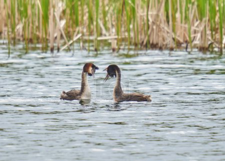 Photo for Great crested grebes, Podiceps cristatus, pair in courtship dance - Royalty Free Image