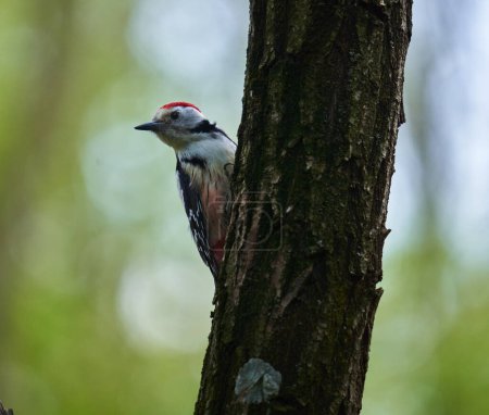 Foto de Pájaro carpintero manchado medio (Dendrocopos medius) posado sobre una corteza de árbol - Imagen libre de derechos