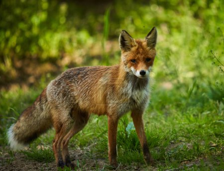 Photo for Adult male fox in the forest checking surroundings - Royalty Free Image