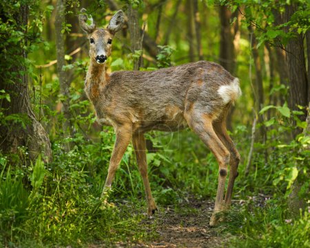 Foto de Ciervo hembra en el bosque, muy alerta - Imagen libre de derechos