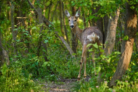 Photo for Female roe deer in the forest, looking very alert - Royalty Free Image