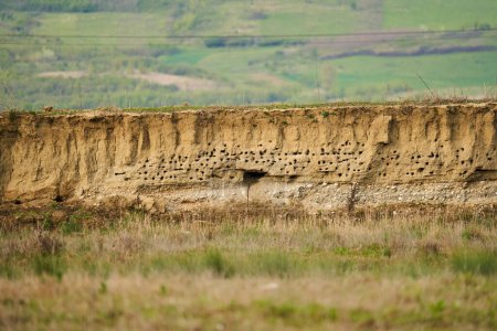 Photo for Nesting holes of a colony of sand martins, in a cliff - Royalty Free Image