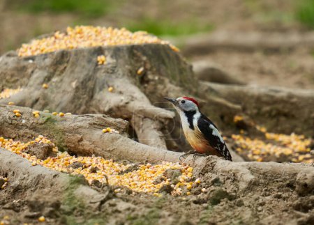 Foto de Pájaro carpintero manchado medio (Dendrocopos medius) en un tocón de árbol donde se ha derramado maíz - Imagen libre de derechos
