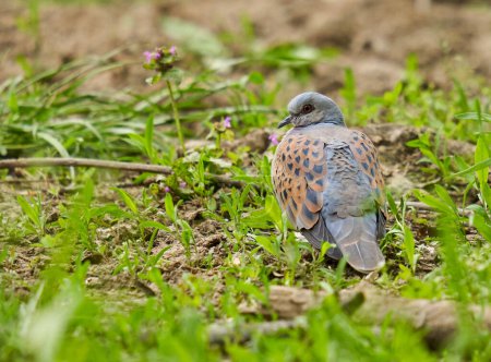 Téléchargez les photos : Tourterelle européenne colombe sur le sol forestier, regardant autour - en image libre de droit