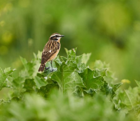 Photo for Whinchat, Saxicola rubetra, perched in the forest - Royalty Free Image
