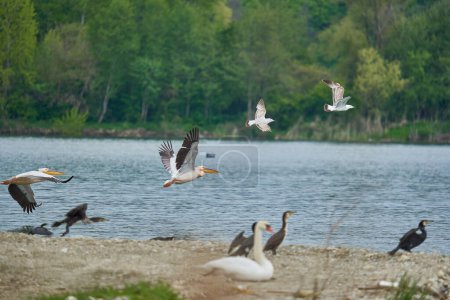 Téléchargez les photos : Divers oiseaux aquatiques sur le rivage d'une rivière, dont certains décollent - en image libre de droit