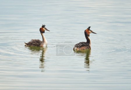 Photo for Great crested grebes, Podiceps cristatus, pair in courtship dance - Royalty Free Image