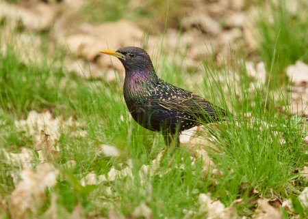 Photo for Adult starling, Sturnus vulgaris, in the grass, foraging for insects and seeds - Royalty Free Image