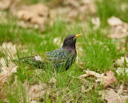 Photo for Adult starling, Sturnus vulgaris, in the grass, foraging for insects and seeds - Royalty Free Image